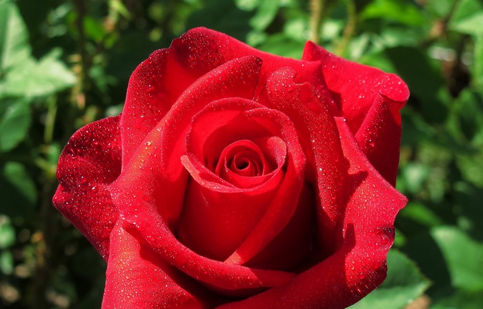 Close-up of a red rose with water droplets