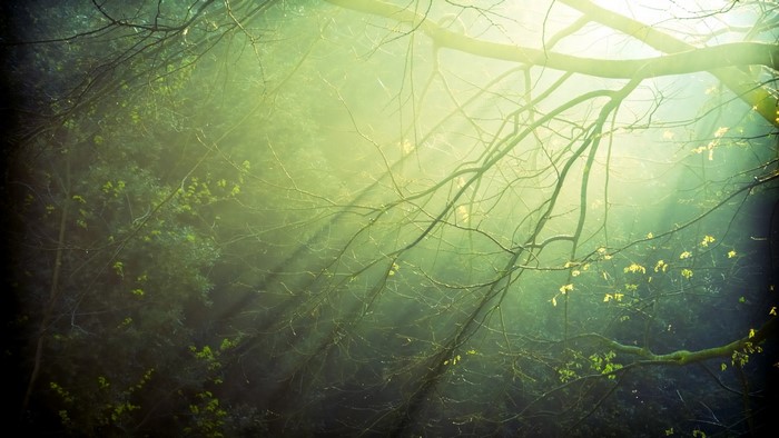 Sunlight filtering through tree branches in a forest