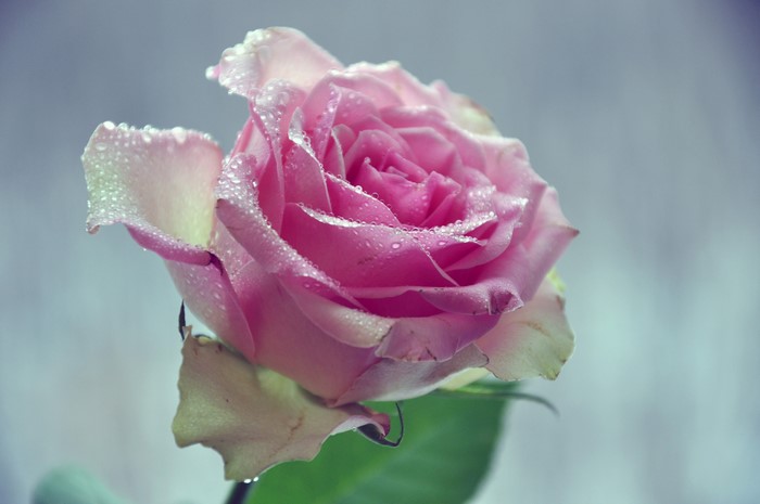 Pink rose with water drops