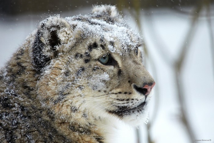 Snow leopard in the snow