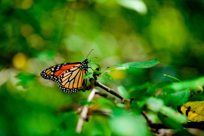 Monarch butterfly on a branch with green foliage