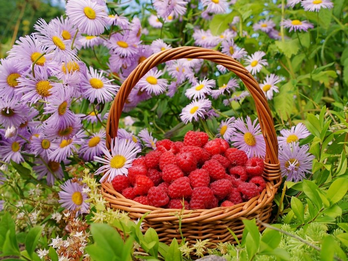 Basket of raspberries in a garden with purple flowers