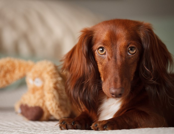 Long-haired Dachshund dog with a plush toy