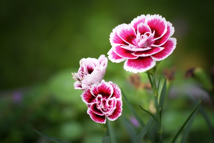 Pink and white carnations in a garden