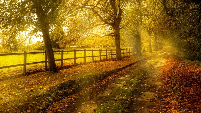 Autumn path with sunbeams and fallen leaves