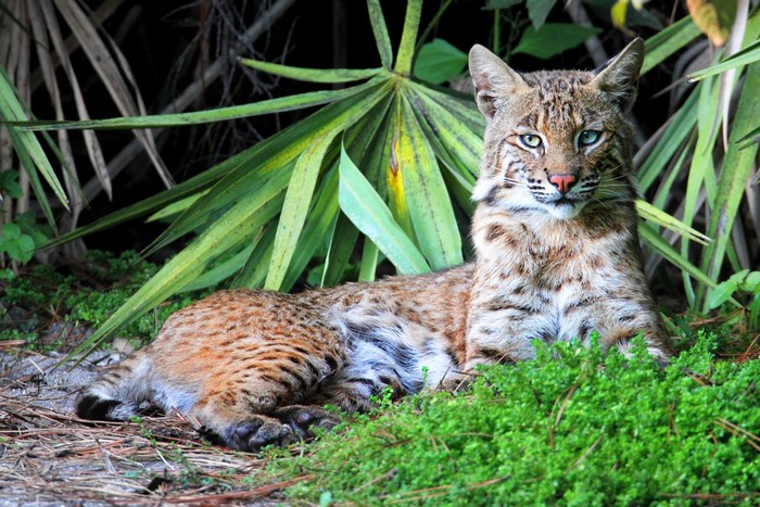 Bobcat lying in green foliage