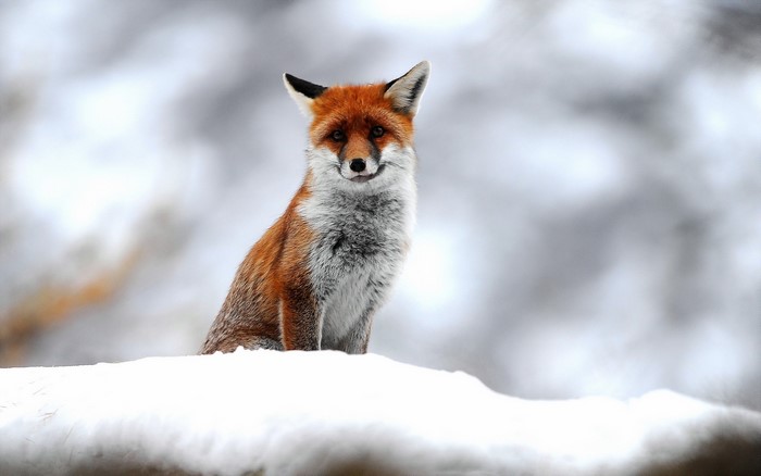 Red fox sitting in the snow