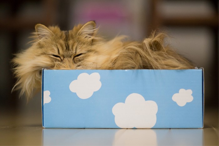 Fluffy cat sleeping in a box