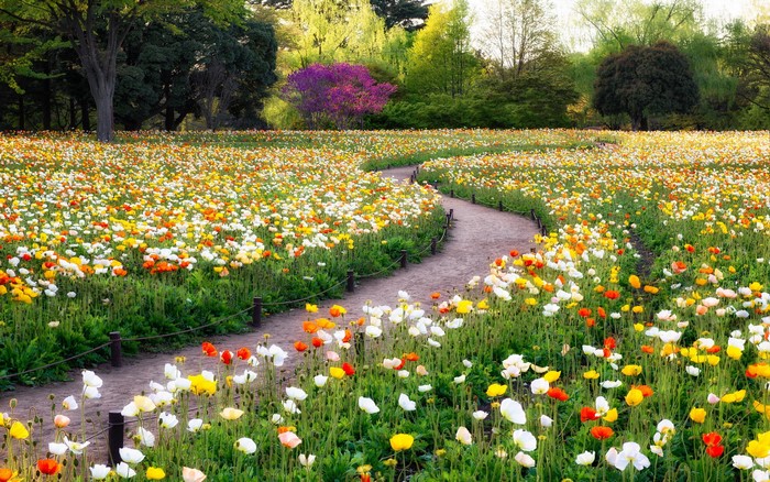 A winding path through a field of colorful poppies in a park