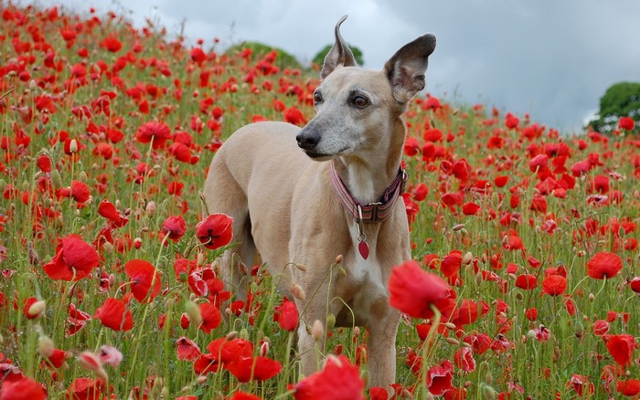 A tan Greyhound dog in a field of red poppies