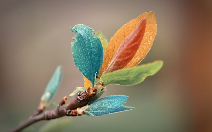 Close-up of colorful leaves on a branch