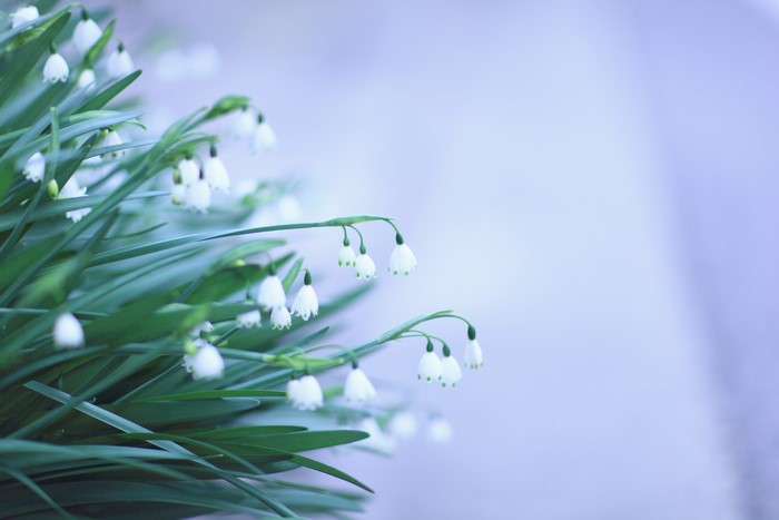 Snowdrops flowers with green leaves