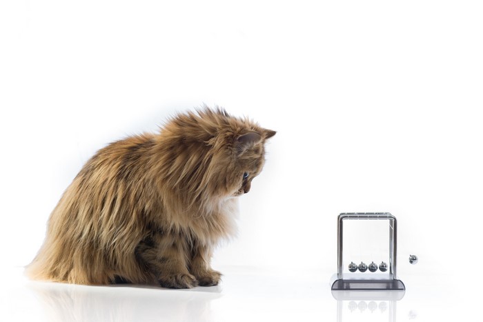 Fluffy cat looking at Newton's cradle