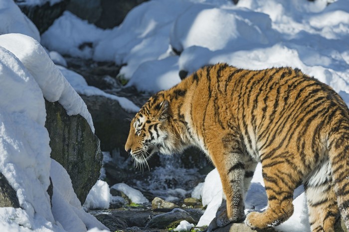 Tiger in a Snowy Landscape