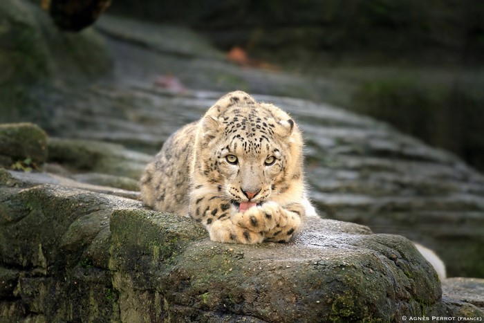 Snow leopard licking its paw on rocks