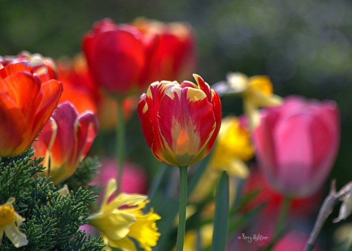 Red and yellow tulips with daffodils