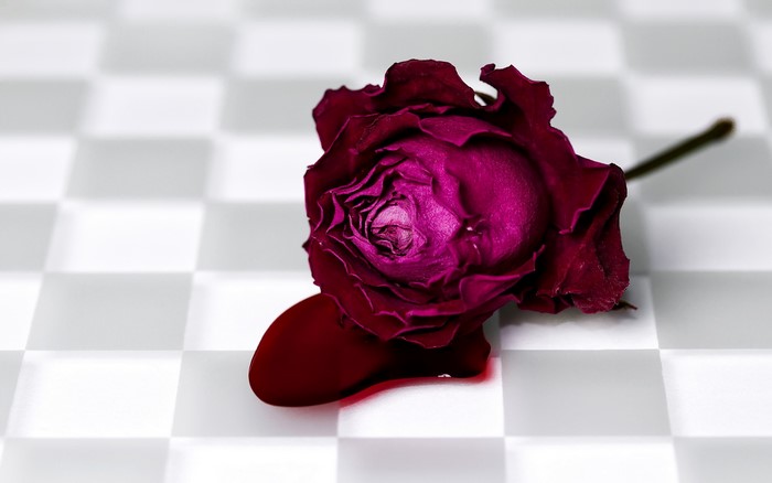 A dried rose with blood on a chessboard