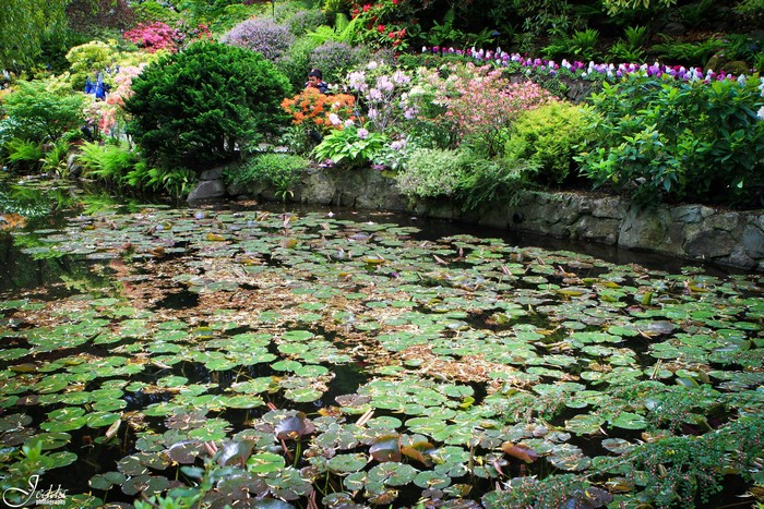 Butchart Gardens Canada Water Lilies Pond