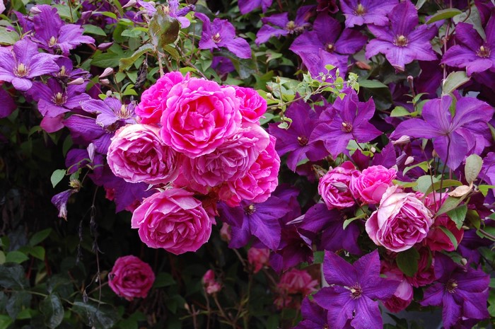 Pink Roses and Purple Clematis Flowers