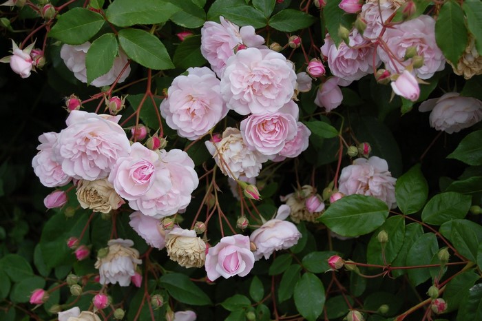 Pink roses with green foliage