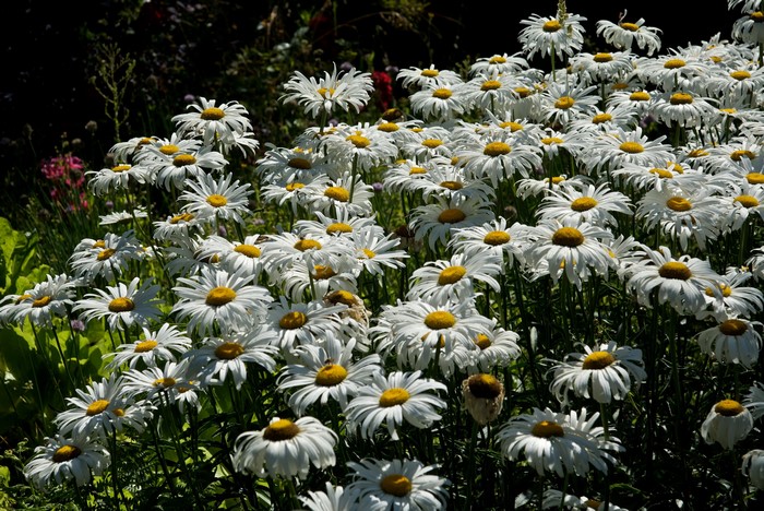 Field of white daisies with yellow centers