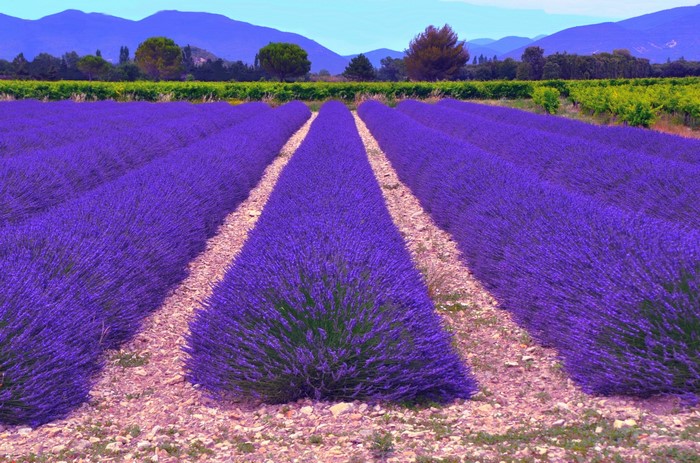 Lavender fields in bloom with mountains in the background