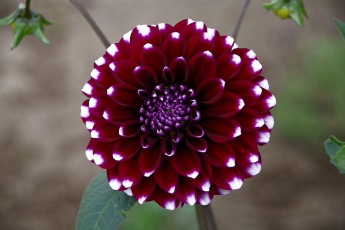 Close-up of a dark red dahlia flower with white tips