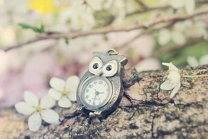 Owl pocket watch on a tree branch with flowers