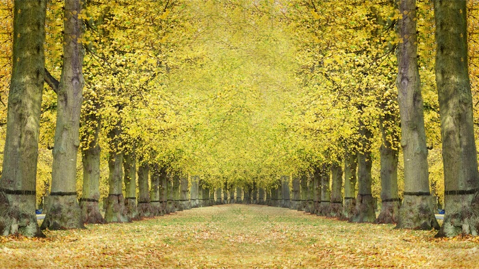 A tree-lined path in autumn