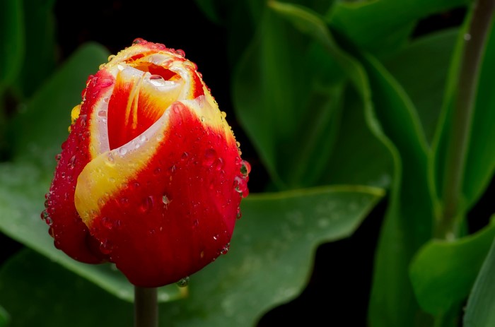 Red and yellow tulip with water drops