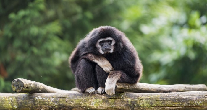 A gibbon sits on a log in front of trees