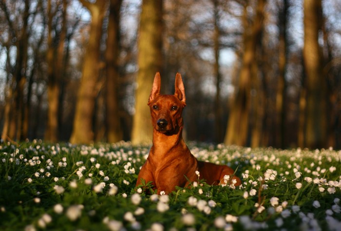 Brown Pinscher dog lying in a field of white flowers