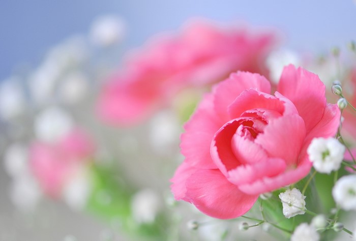 Pink Carnations and Baby's Breath Flowers