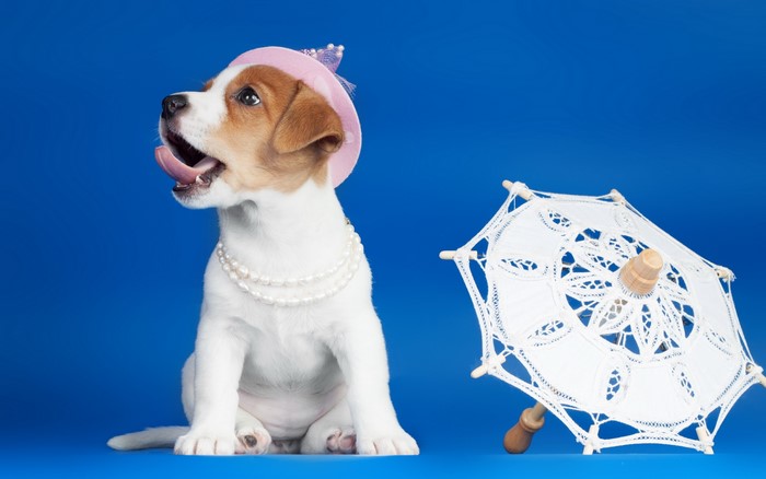 Jack Russell terrier puppy with pearls and hat