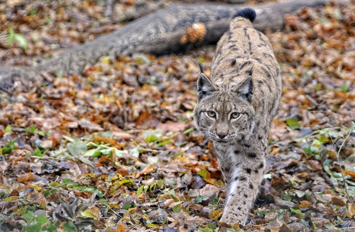 Lynx walking through autumn foliage