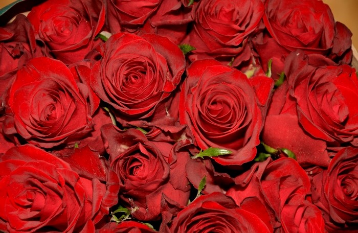 A close-up of a bouquet of red roses