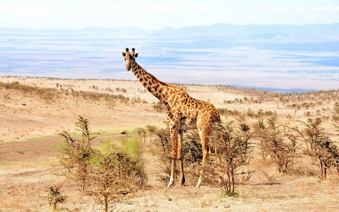 Giraffe in a savanna landscape