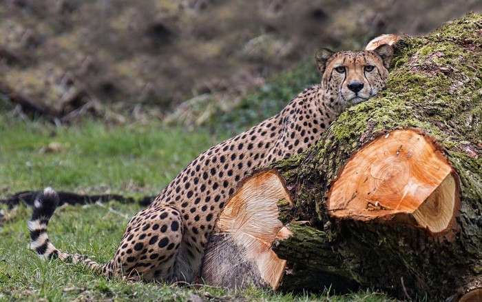Cheetah resting on a fallen tree trunk