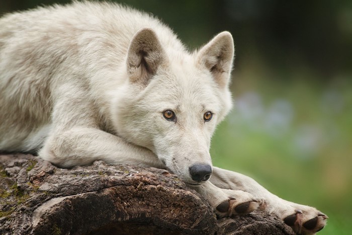 White wolf lying on a log
