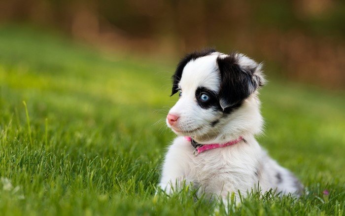 Border Collie puppy with blue eyes in grass