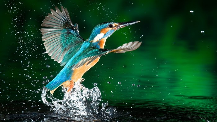Common Kingfisher taking off from water with splash