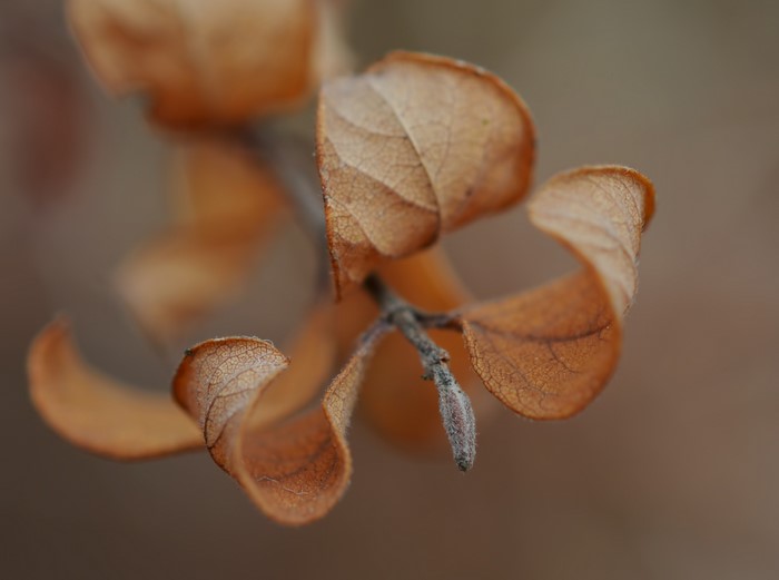 Close-up of dry brown leaves on branches