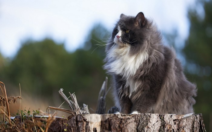 Fluffy gray and white cat sitting on a tree stump