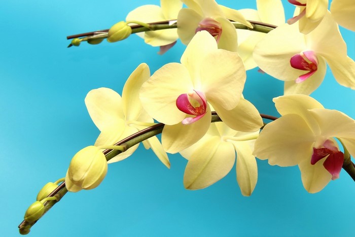 Yellow orchids with pink centers on a blue background