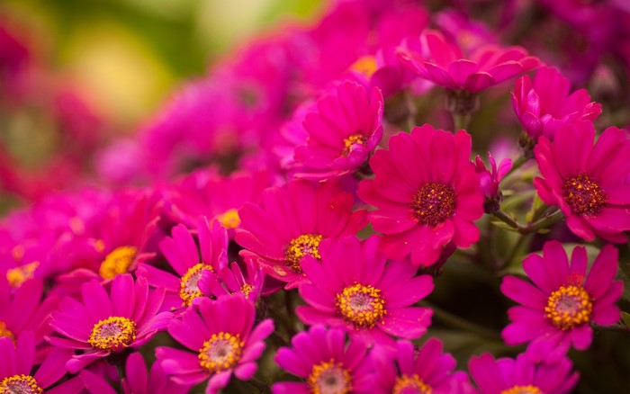 Close-up of bright pink Chrysanthemums with yellow centers
