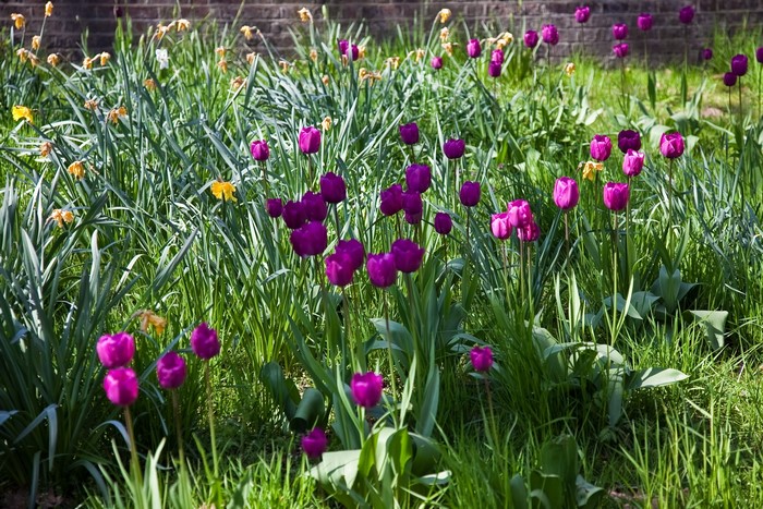 Purple Tulips and Yellow Daffodils in a Garden