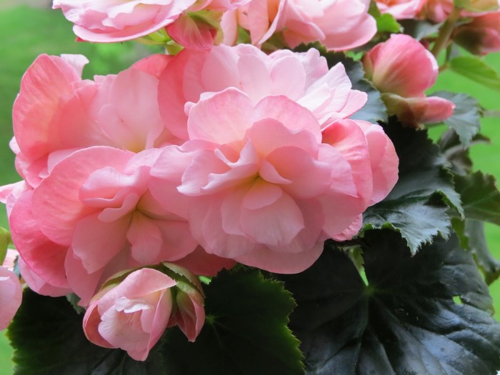 Pink Begonia Flowers
