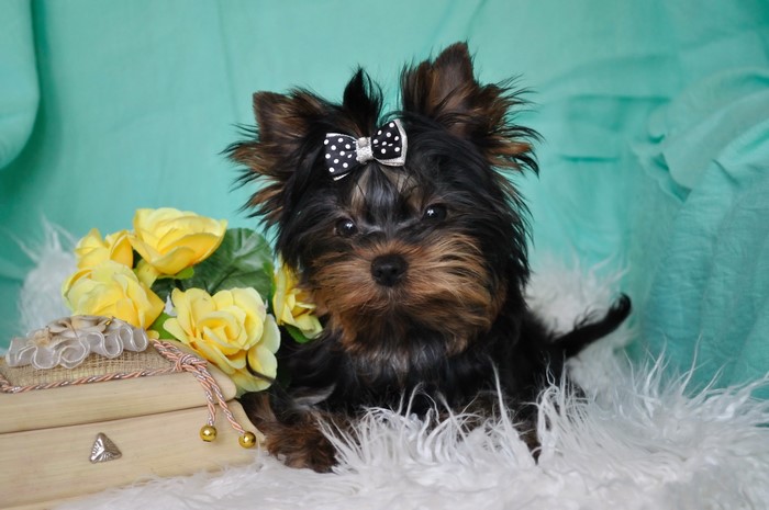 Yorkshire Terrier puppy with bow and yellow roses