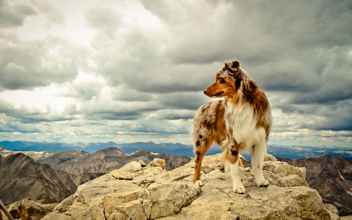 Australian Shepherd dog standing on rocky mountain peak
