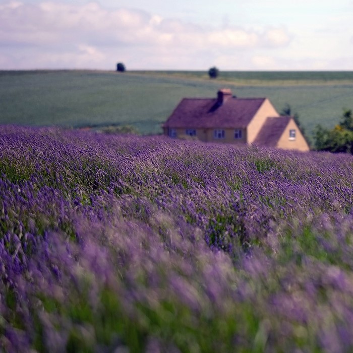House in a lavender field in England